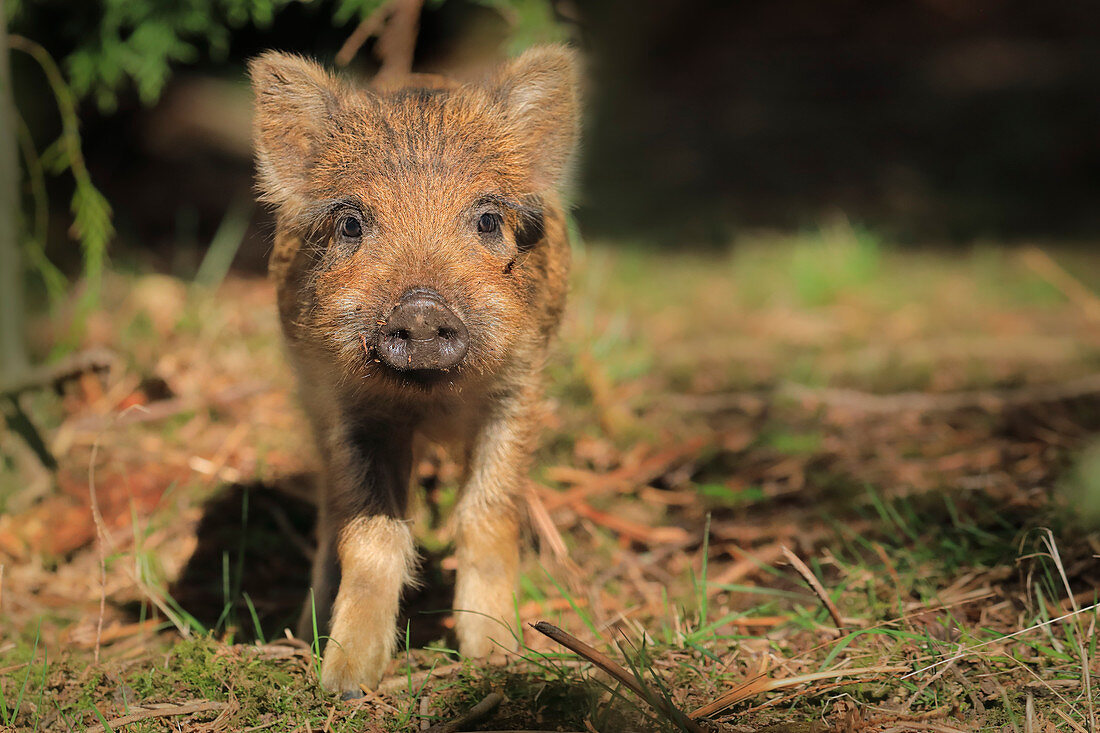 Wildschweinferkel (Sus scrofa) im Wald, Großbritannien