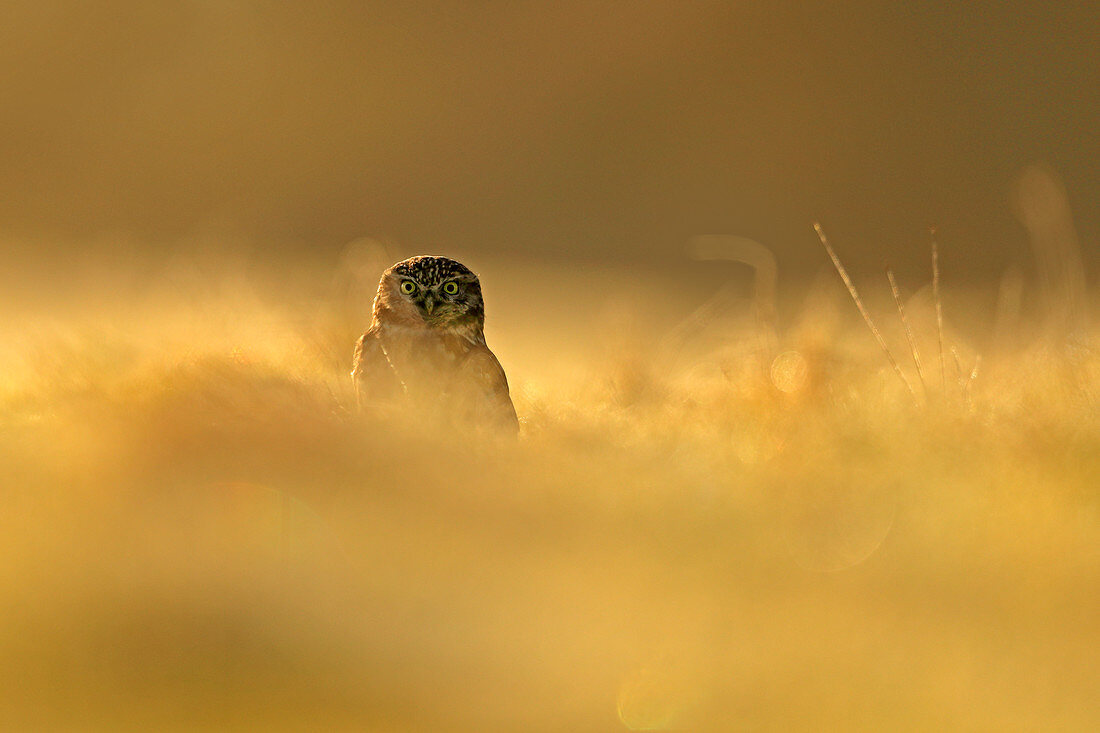 Little Owl\n(Athene noctua)\non frosty morning worming on grassland\nUK