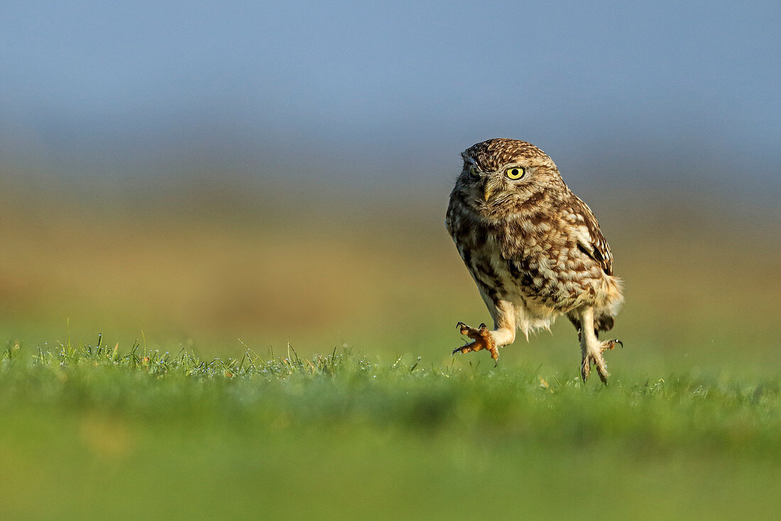 Little Owl\n(Athene noctua)\nworming on grassland\nUK