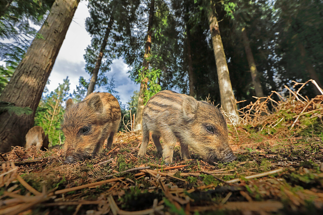 Wildschweinferkel (Sus scrofa) im Wald, Großbritannien