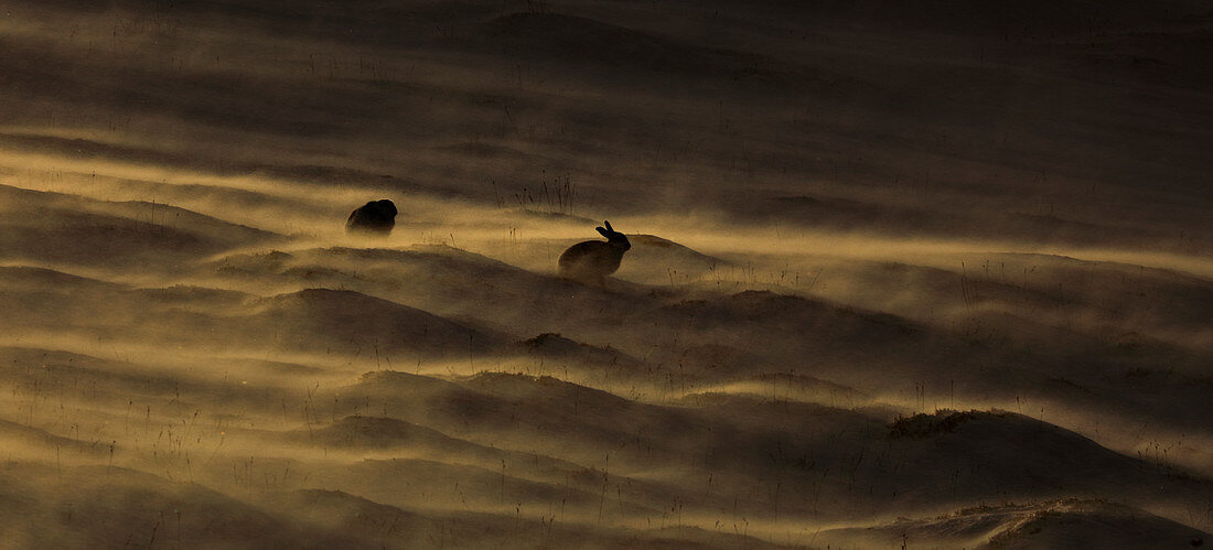 Mountain Hare\n(Lepus timidus)\nin blizzard\nScotland