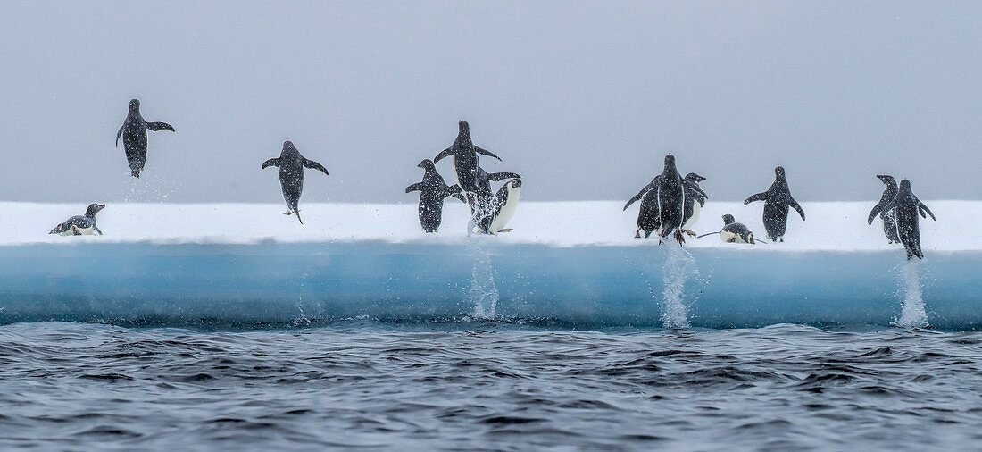 Adelie Penguin\n(Pygoscelis adeliae)\njumping onto ice\nAntarctic Sound, Antarctica