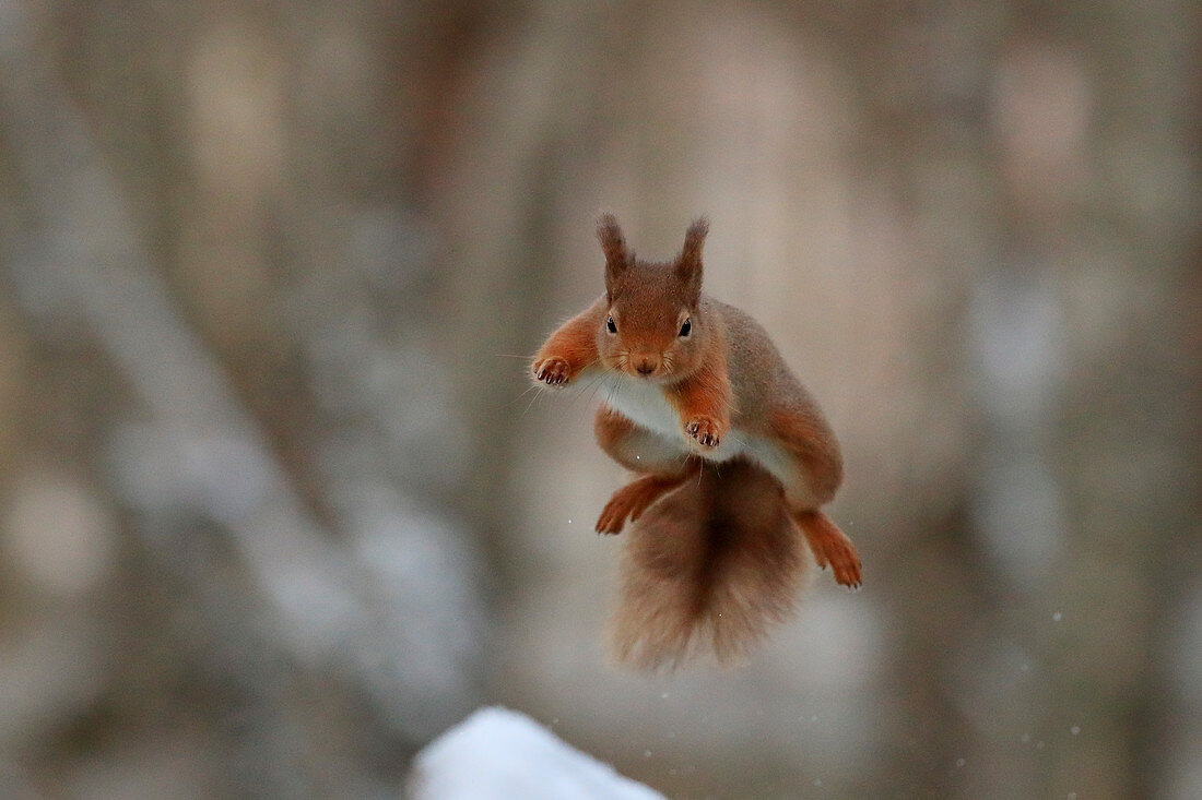 Eurasisches Eichhörnchen (Sciurus vulgaris), springend, Schottland