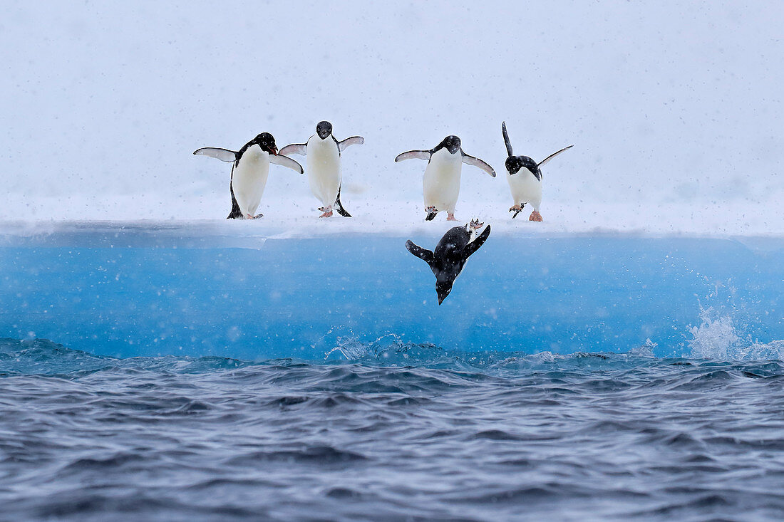 Adelie Penguin\n(Pygoscelis adeliae)\njumping off ice\nAntarctic Sound, Antarctica