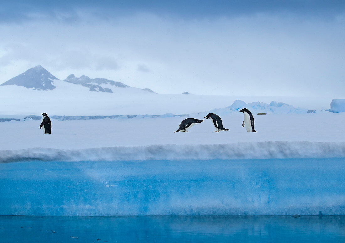 Adelie Penguin\n(Pygoscelis adeliae)\nsquabbling on ice\nAntarctic Sound, Antarctica