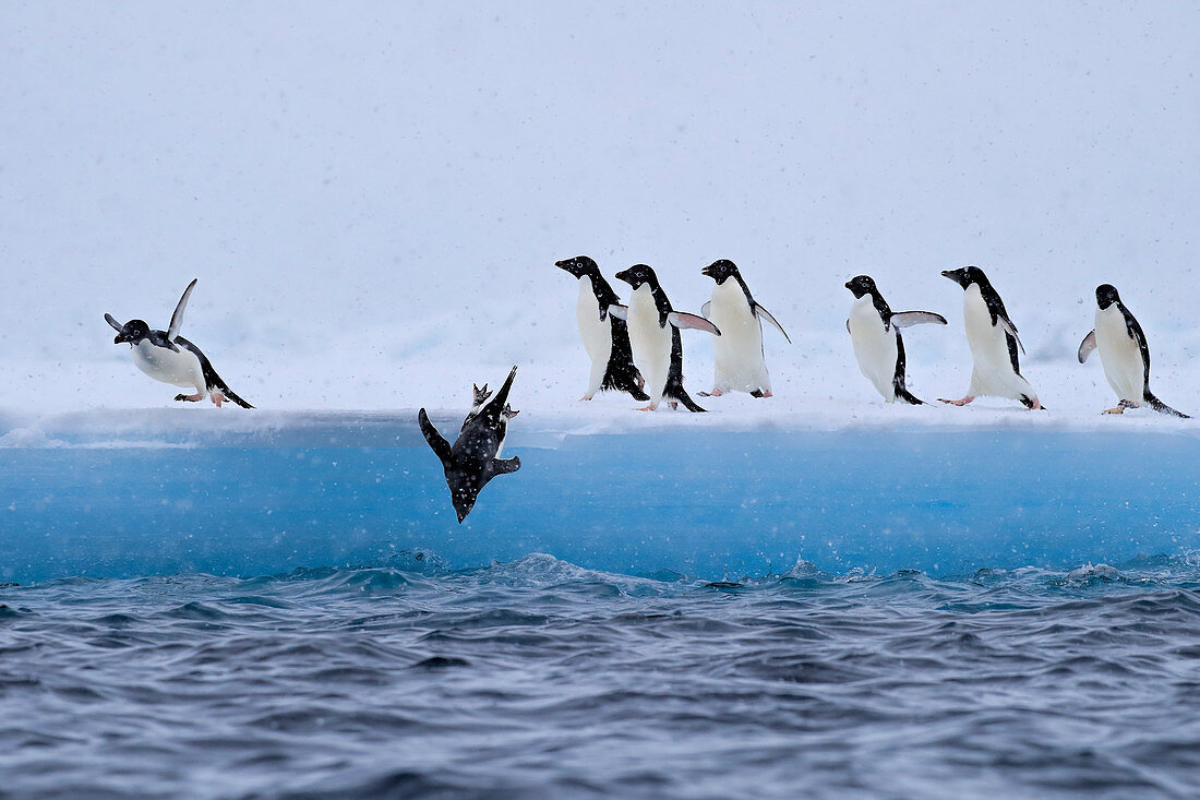 Adelie Penguin\n(Pygoscelis adeliae)\njumping off ice\nAntarctic Sound, Antarctica