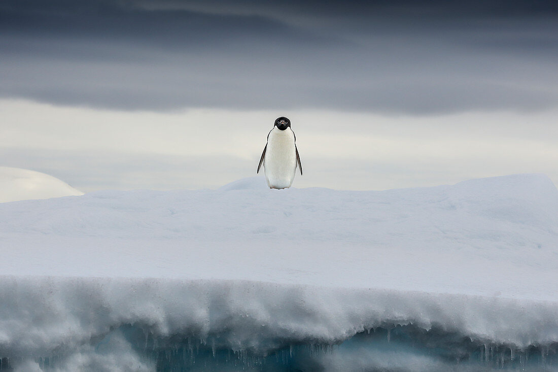 Adelie Penguin\n(Pygoscelis adeliae)\non ice\nAntarctic Sound, Antarctica