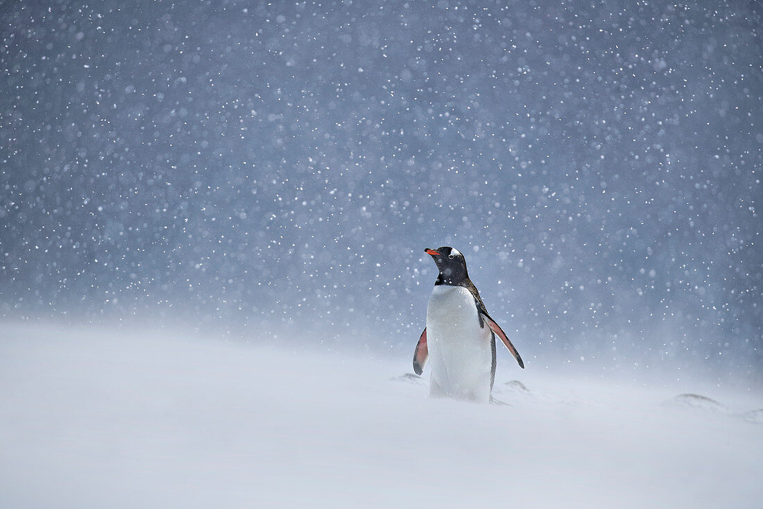 Eselspinguin (Pygoscelis papua) im Schneesturm, Antarktis