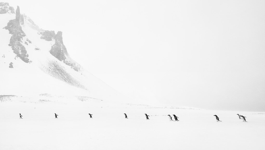 Eselspinguin (Pygoscelis papua) im Schneesturm, Antarktis