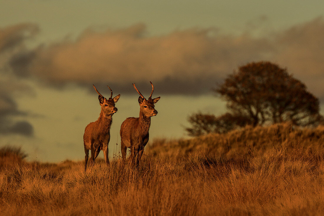 Rothirsch (Cervus elaphus) während der Brunft, Großbritannien