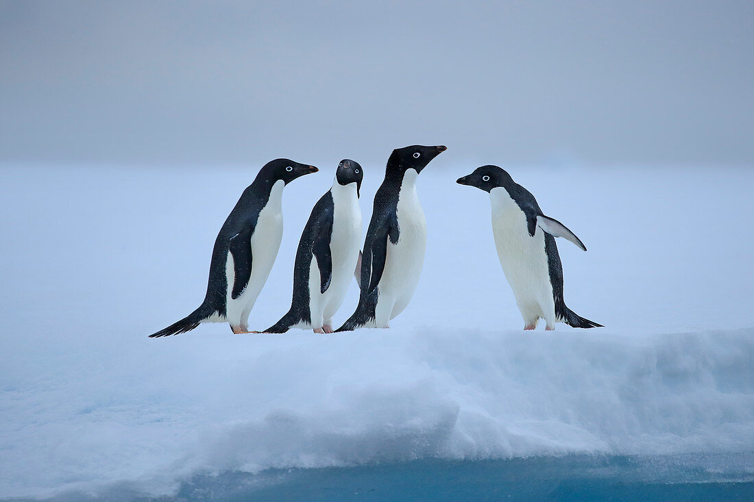 Adelie Penguin\n(Pygoscelis adeliae)\nsquabbling on ice\nAntarctic Sound, Antarctica