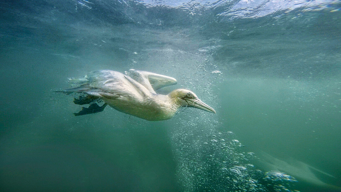 Gannet\n(Sula basada)\nfeeding underwater\nBempton Cliffs, UK