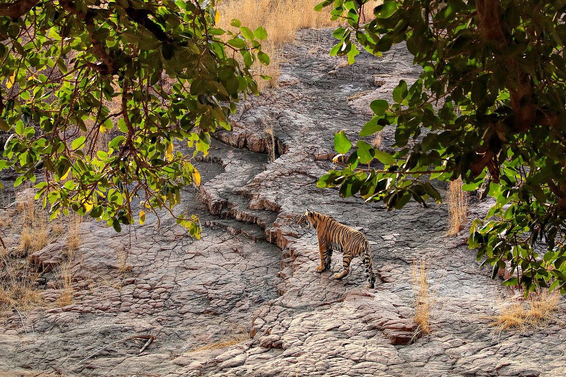 Bengal Tiger (Panthera tigris) in seinem Lebensraum, Ranthambhore, Indien