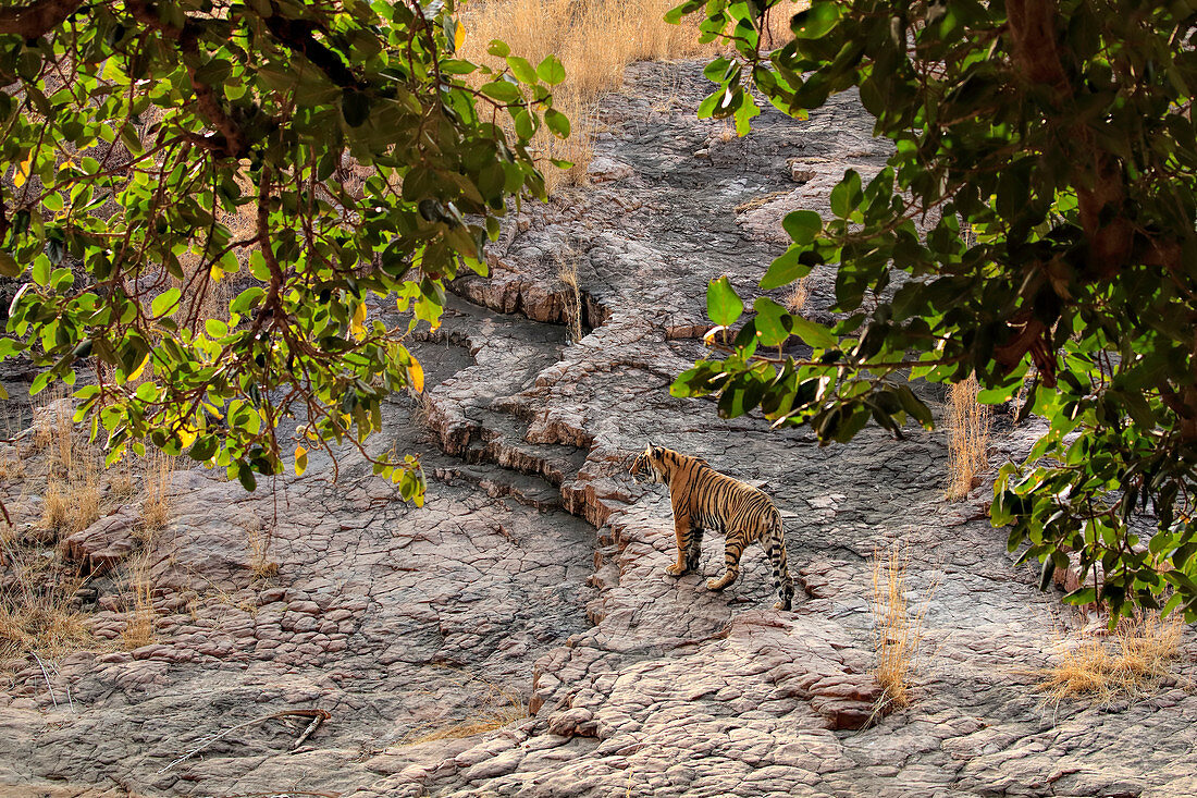 Bengal Tiger\n(Panthera tigris)\nin habitat\nRanthambhore, India