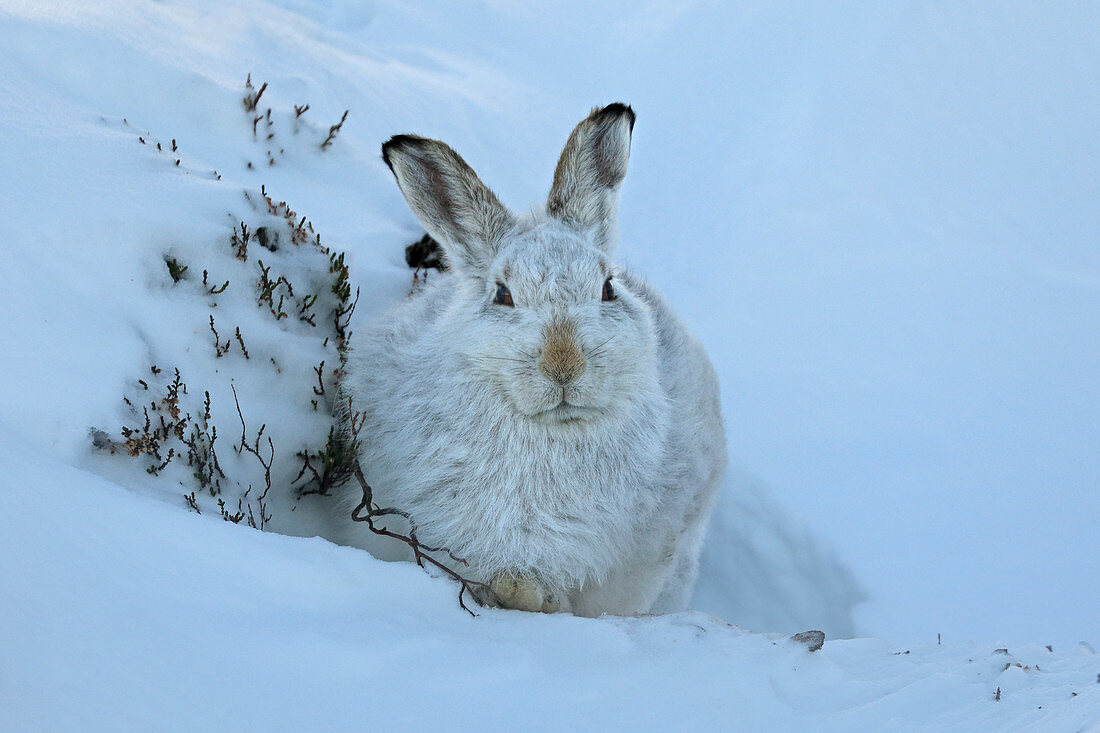 Schneehase (Lepus timidus) im Schneeloch, Schottland