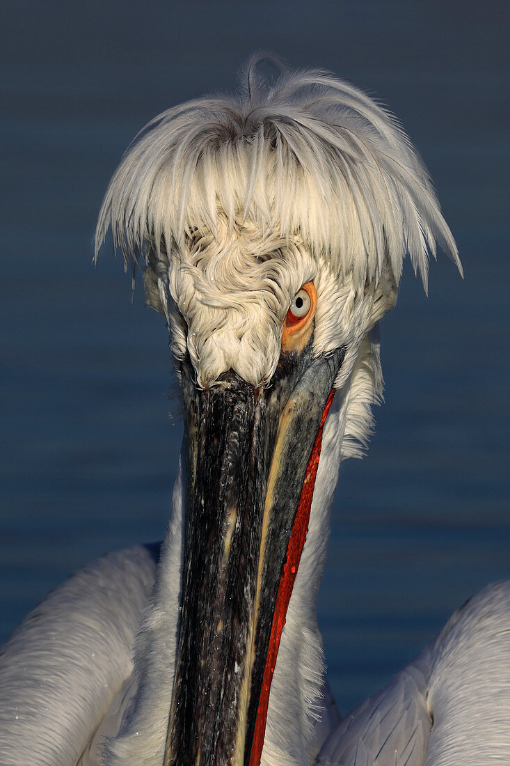 Dalmatian Pelican\n(Pelecanus crispus)\nin breeding plumage\nLake Kerkini, Greece