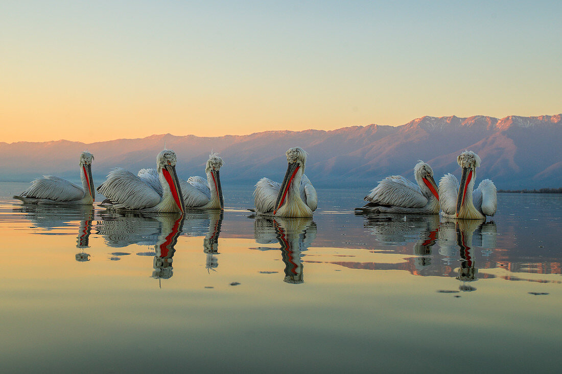 Dalmatian Pelican\n(Pelecanus crispus)\non lake at sunset \nLake Kerkini, Greece