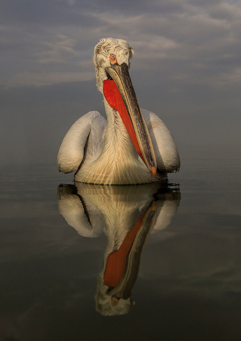 Krauskopfpelikan (Pelecanus crispus), Untersicht, im Brutgefieder, Kerkini-See, Griechenland