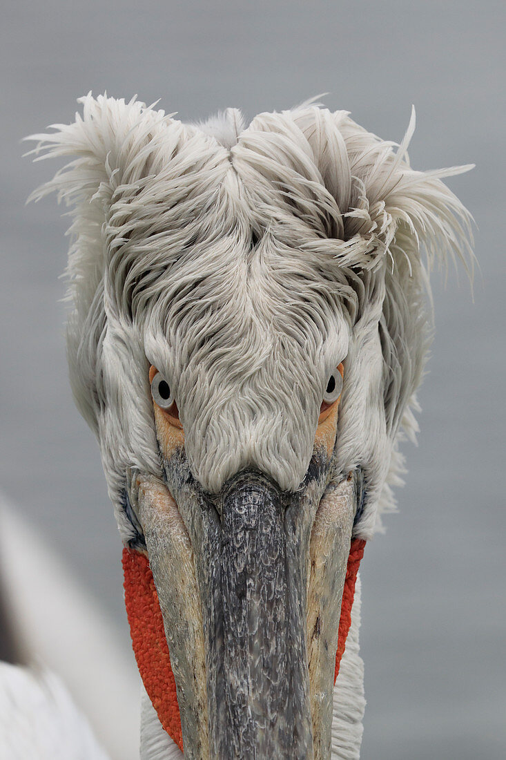 Dalmatian Pelican\n(Pelecanus crispus)\nin breeding plumage\nLake Kerkini, Greece