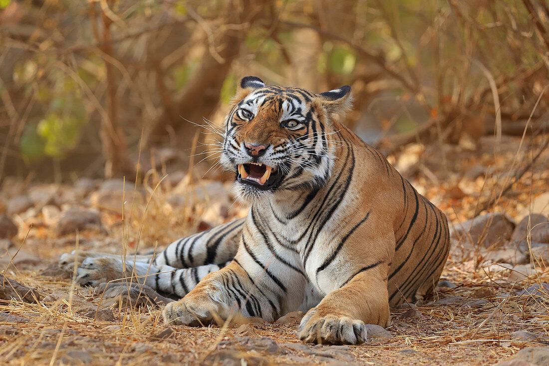 Bengal Tiger (Panthera tigris), Weibchen Noor T39 knurrend im Wald, Ranthambhore, Indien