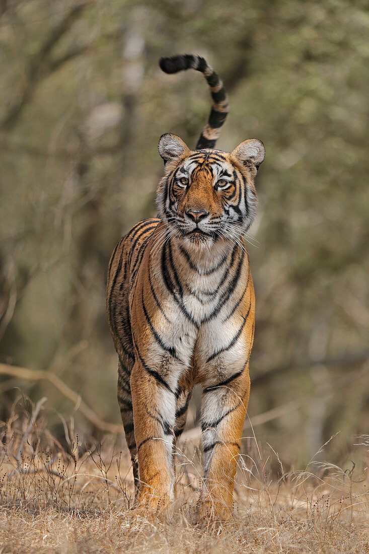 Bengal Tigers (Panthera tigris), Weibchen, Arrowhead, auf der Jagd, Ranthambhore, Indien
