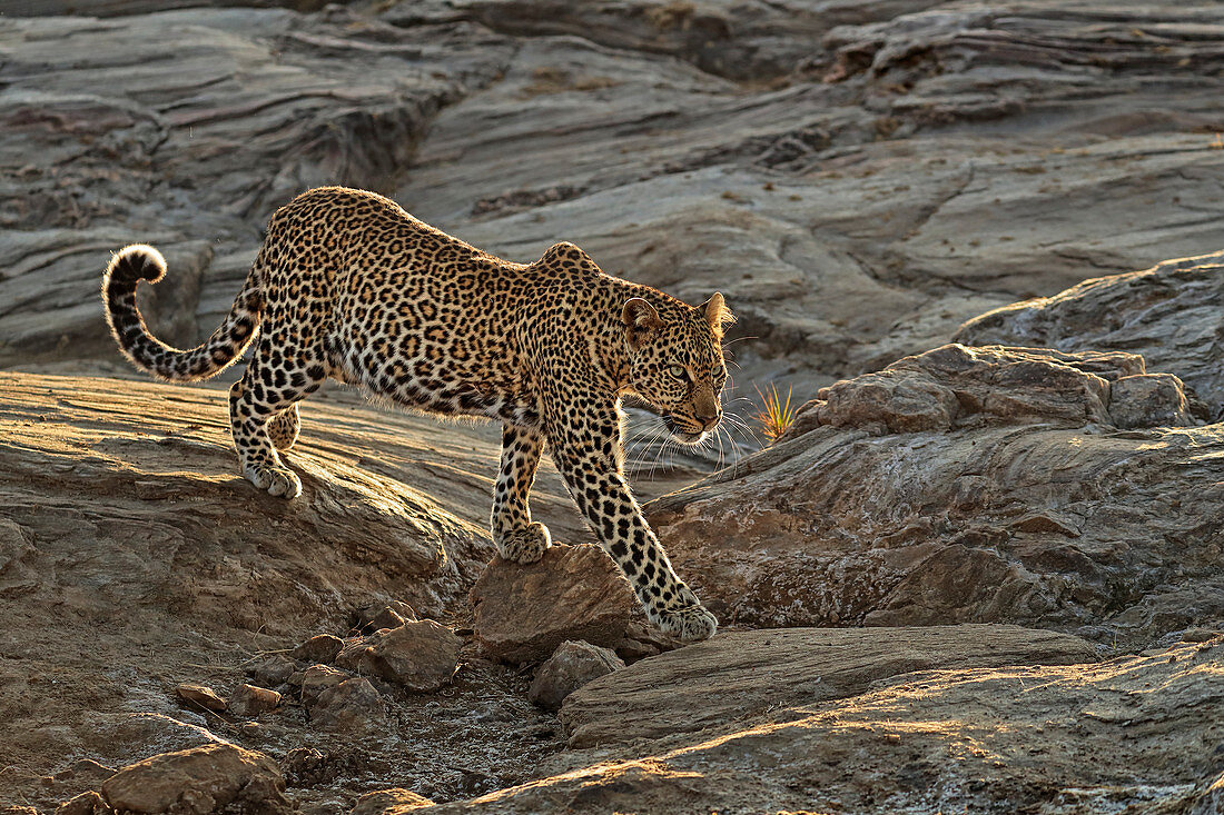 Afrikanischer Leopard (Panthera pardus) wandert über Felsen, Masai Mara, Afrika