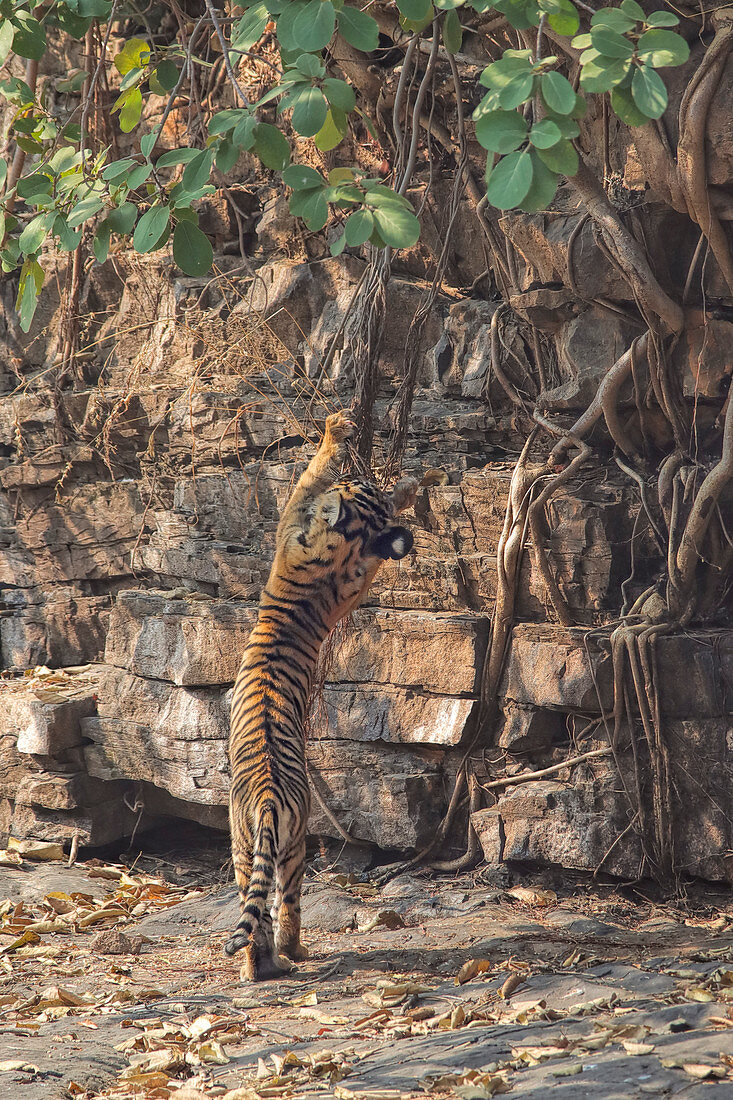 Bengal Tiger\n(Panthera tigris)\n3 month old cub playing\nRanthambhore, India
