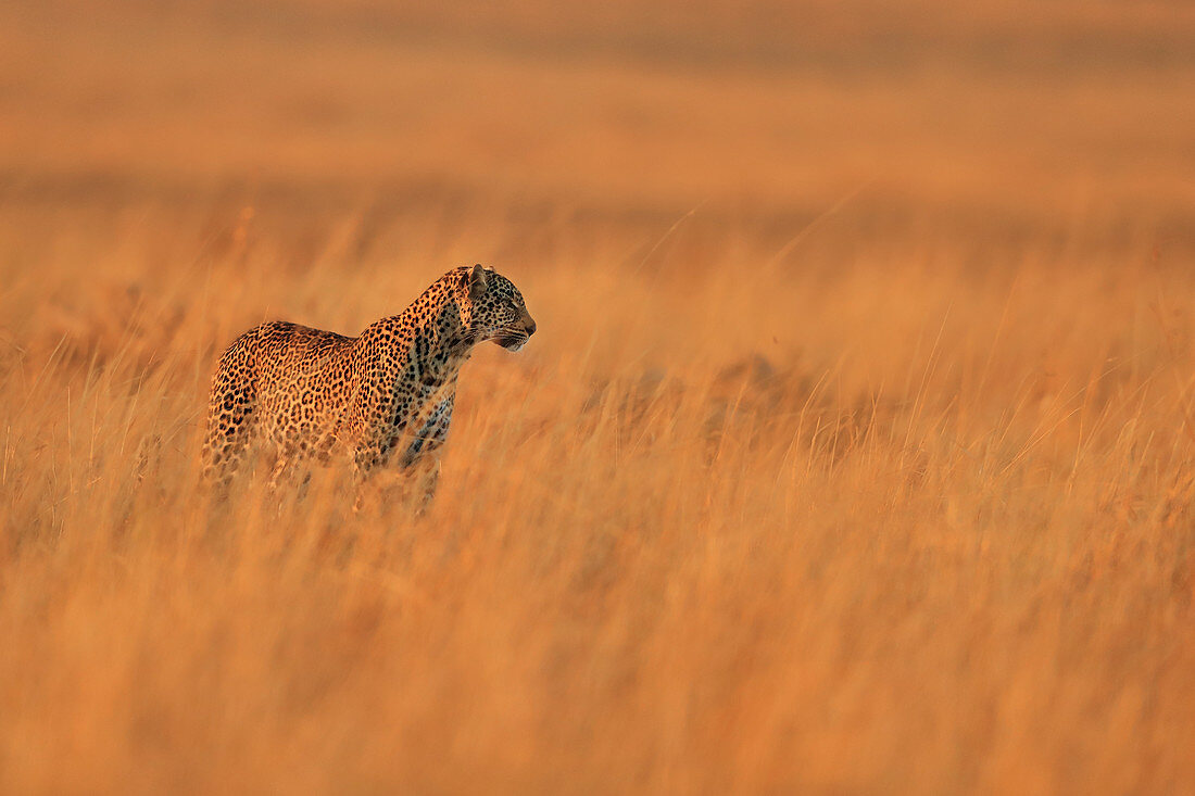 African Leopard\nin grassland\nMasai Mara, Africa