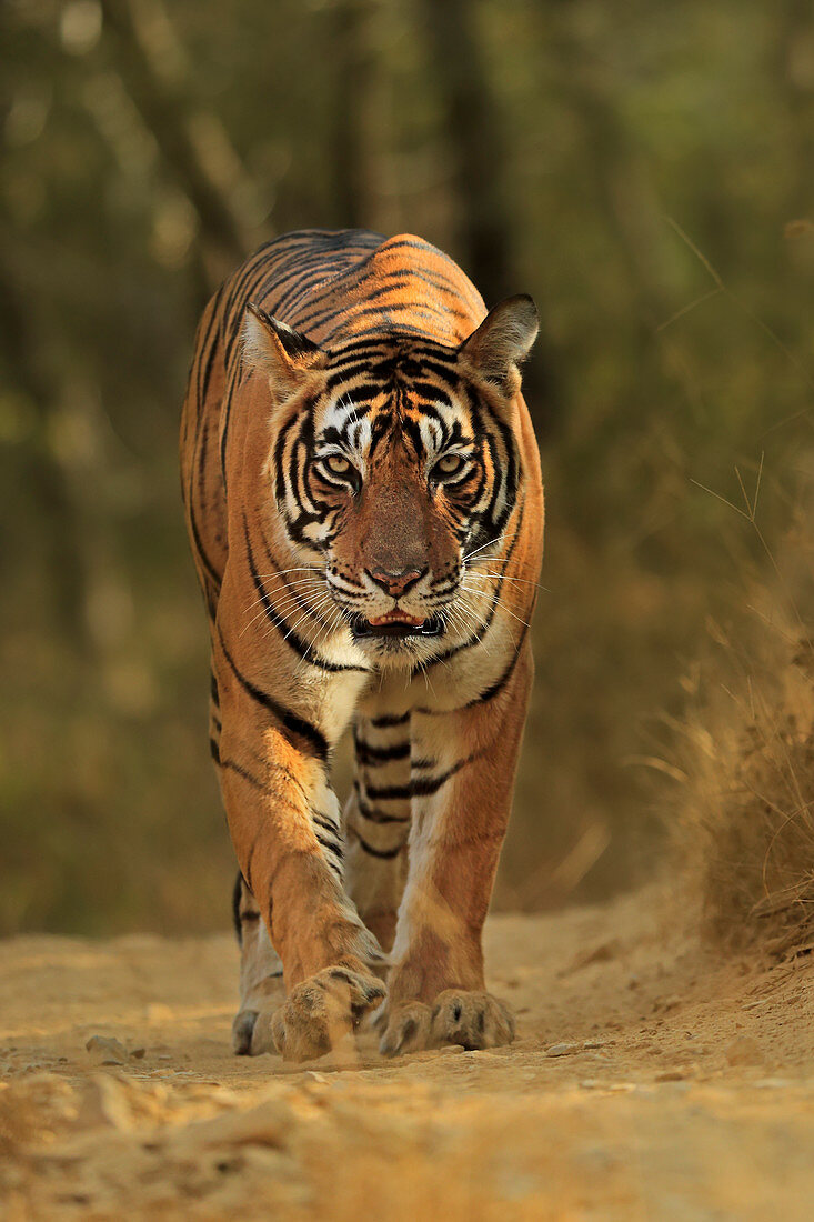 Bengal Tiger (Panthera tigris), Weibchen Noor, auf dem Territorialweg, Ranthambhore, Indien