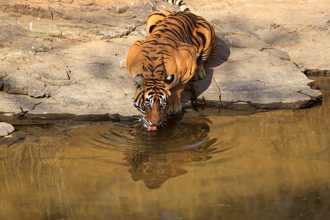Bengal Tiger (Panthera tigris), Weibchen Noor T39 Ranthambhore, Indien