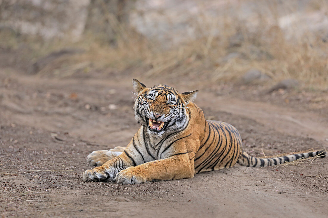 Bengal Tiger (Panthera tigris), Ranthambhore, Indien