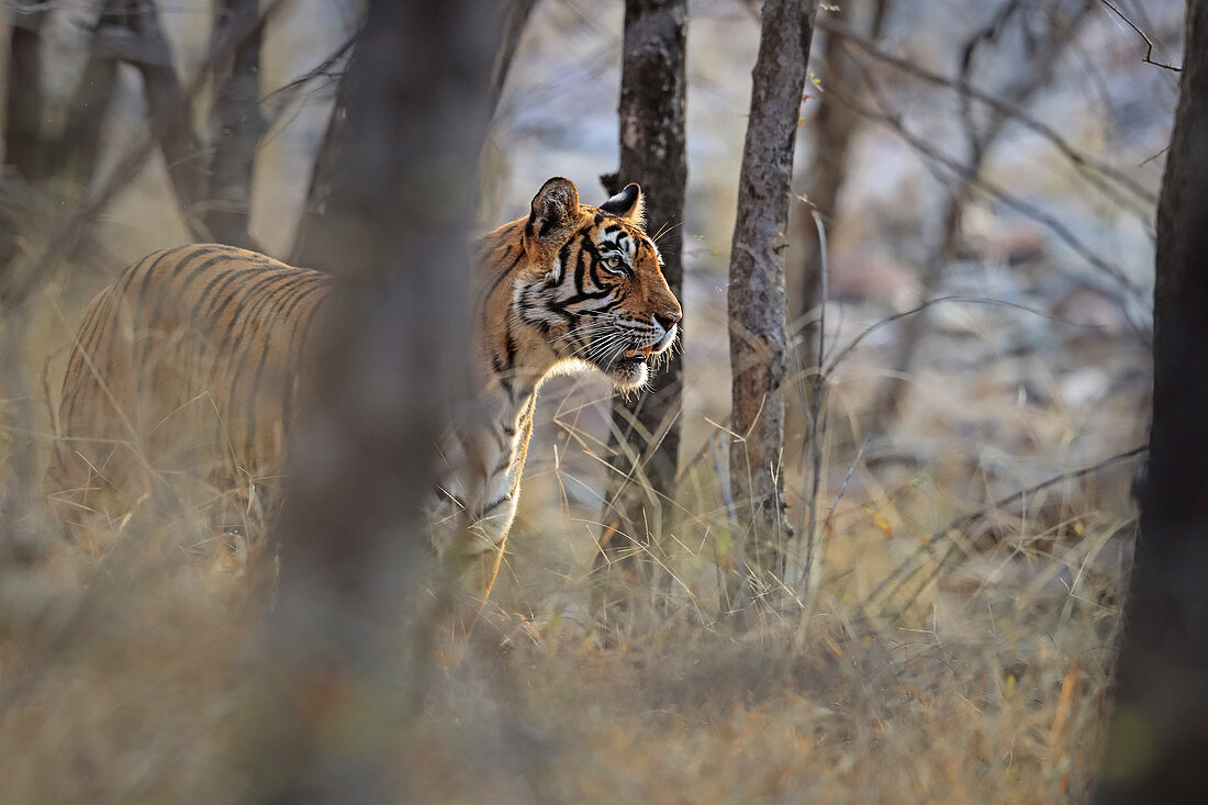 Bengal Tiger (Panthera tigris), Weibchen Noor, auf der Jagd, Ranthambhore, Indien