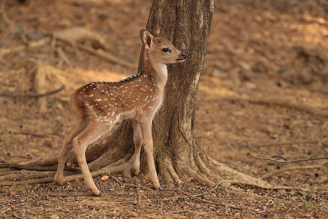 Chital or Axis Deer\n(Axis axis)\nfawn\nRanthambhore, India