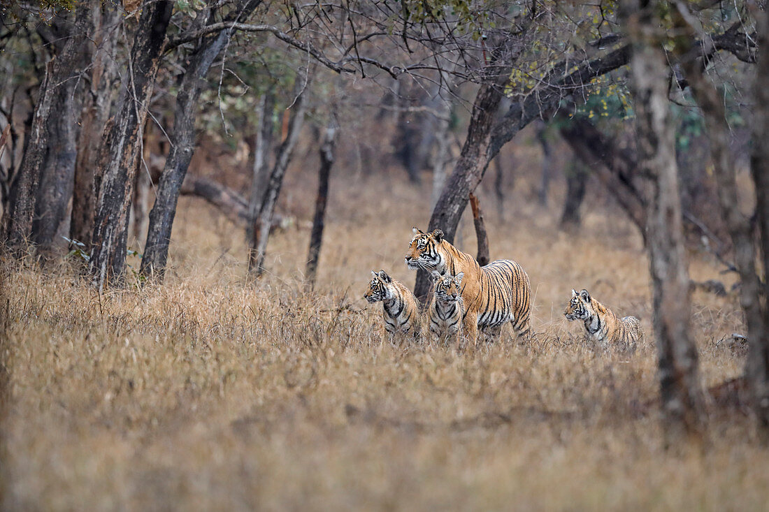 Bengal Tiger (Panthera Tigris), Weibchen Noor mit Jungtieren im Regen, Ranthambhore, Indien