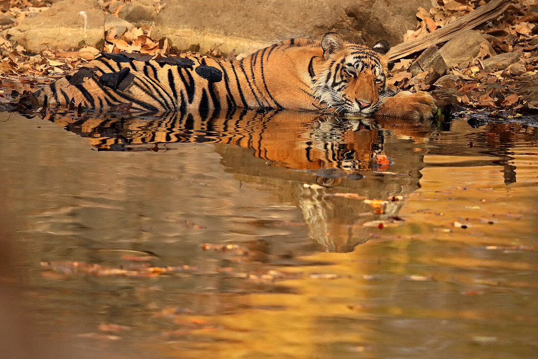 Bengal Tiger (Panthera tigris), schlafend am Wasserloch in der Sommerhitze, Ranthambhore, Indien