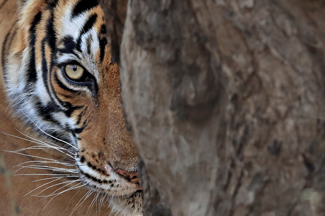 Bengal Tiger (Panthera tigris), Weibchen auf der Lauer, Ranthambhore, Indien