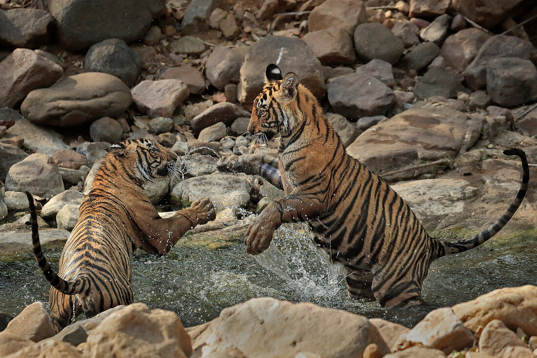 Bengal Tiger (Panthera Tigris), Jungtiere beim Spielen im Wasserloch im Sommer, Ranthambhore, Indien