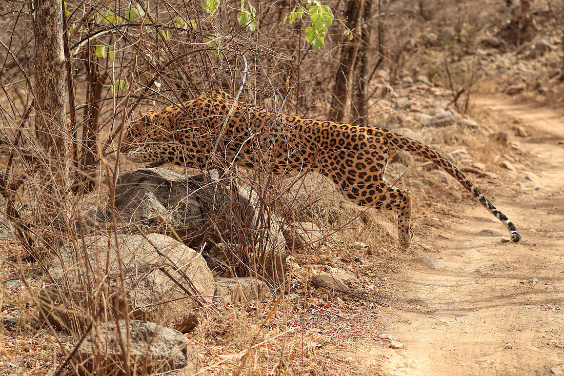 Indischer Leopard (Panthera pardus fusca), Männchen auf der Jagd, Ranthambhore, Indien