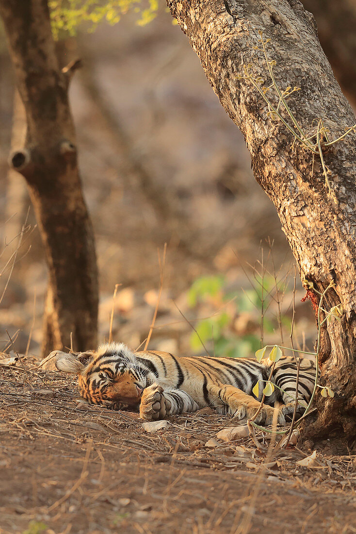 Bengal Tiger\n(Panthera tigris)\nfemale with cubs asleep in summer heat\nRanthambhore, India