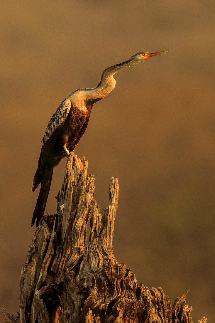 Indische Schlangenhalsvogel (Anhinga melanogaster) auf einem Baumstumpf, Ranthambhore, Indien