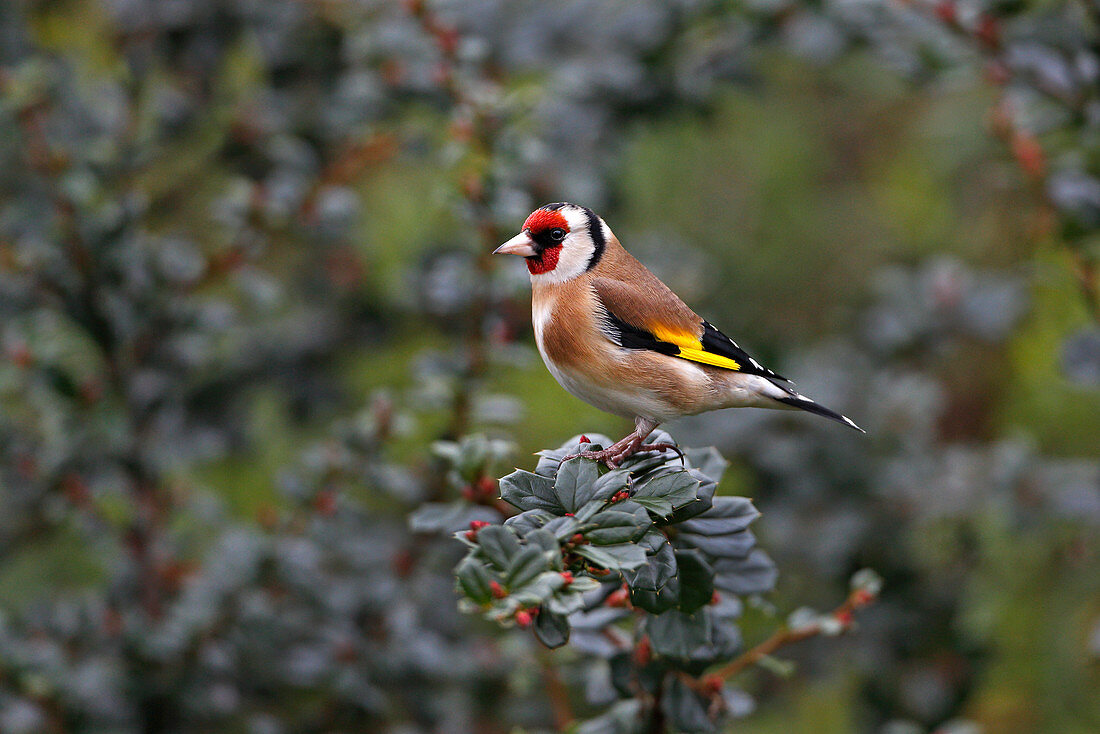 Goldfinch (Carduelis carduelis) perched on Berberis shrub in garden Cheshire UK February\n58226