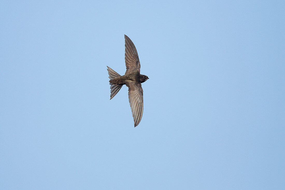 Common Swift (Apus apus) in flight Wirral Merseyside UK July\n52004