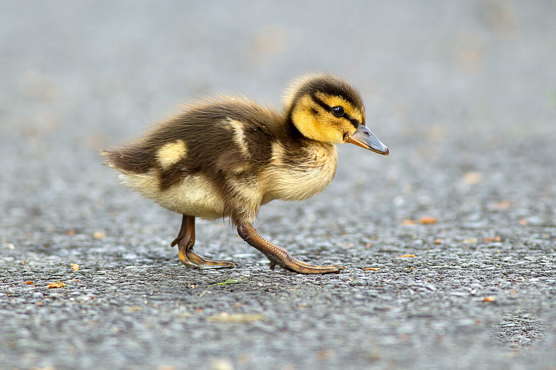 Mallard duckling, anas platyrhynchos, walking across a walking path at Manito Park in Spokane, Washington.