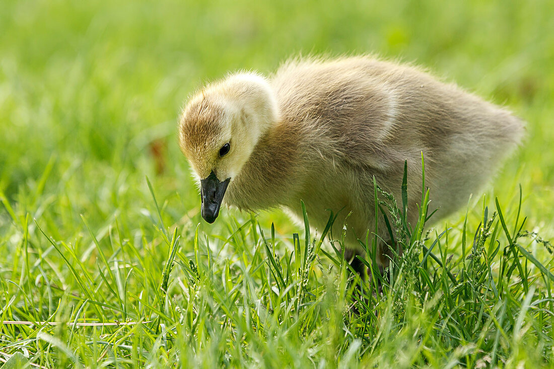 A Canadian Goose gosling, branta canadensis, walks in the grass at Manito Park in Spokane, Washington.