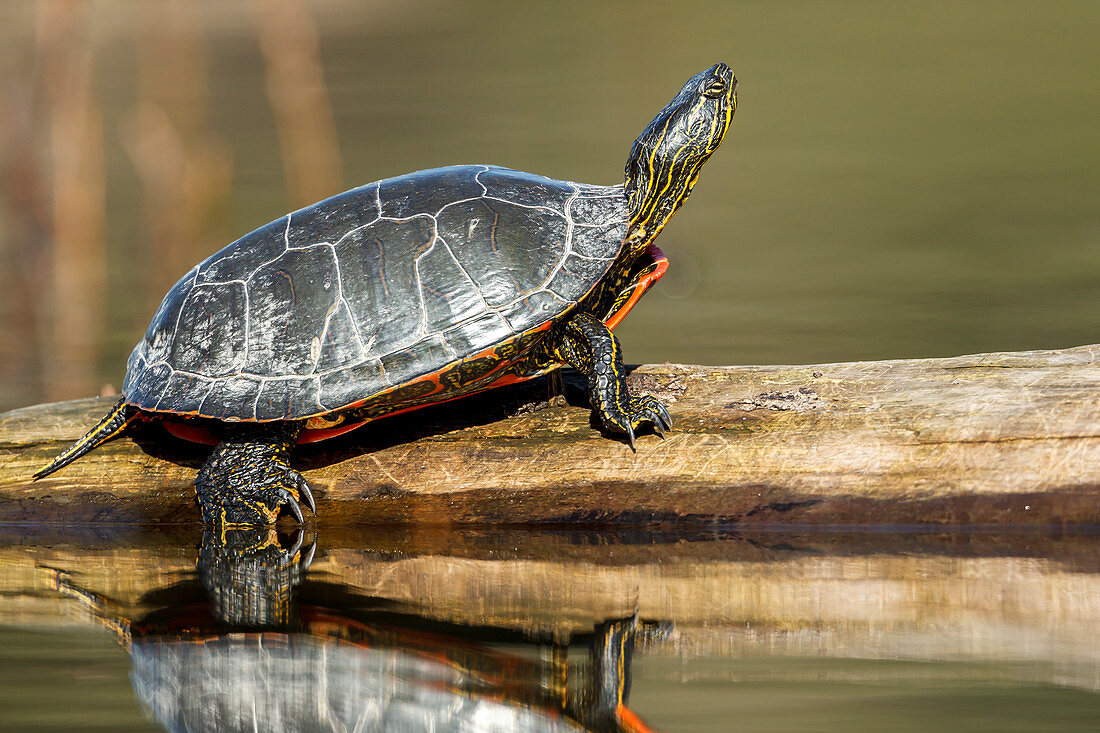 Zierschildkröte (Chrysemys Picta) sonnt sich auf einem Baumstamm am Fernan-See, Idaho