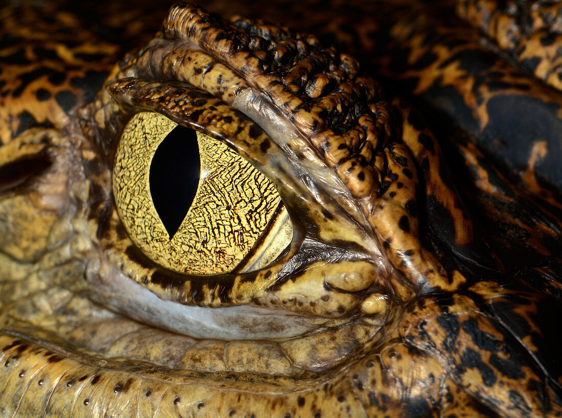 Das Auge eines Krokodilkaiman (Caiman crocodilus), Nahaufnahme, in einem Reptilienhaus in Kroatien, Europa