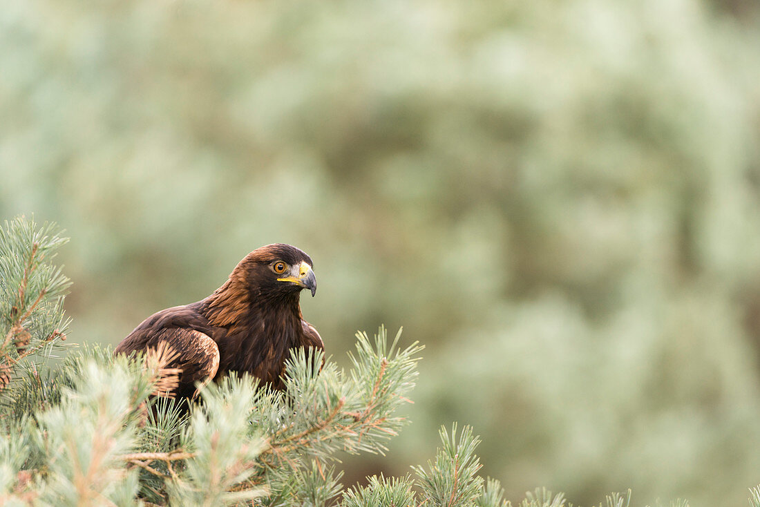 Golden eagle,  Aquila chrysaetos, Landscape format,perched in pine tree with a background of Autumn color
