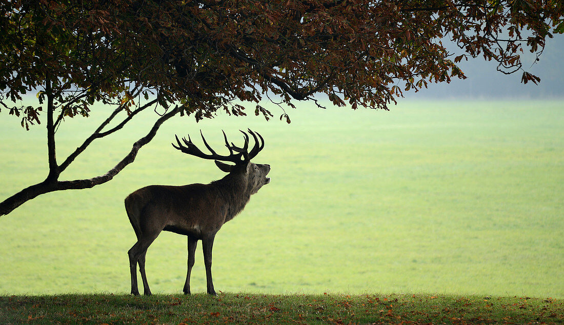 Silhouette of a Red deer stag (Cervus elaphus) bellowing during the rutting season at the Holkham Estate, Norfolk, UK