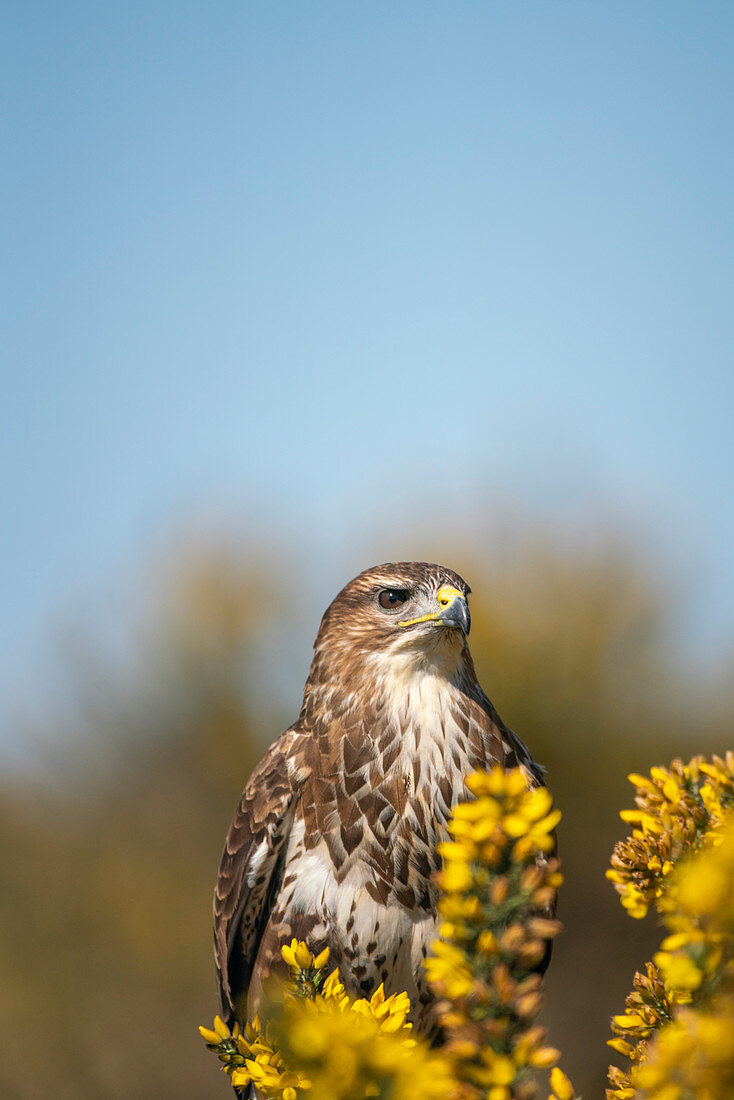 Mäusebussard (Buteo buteo), sitzt in Ginsterbüschen am Rande von unwegsamem Weideland, Frühling in Oxfordshire