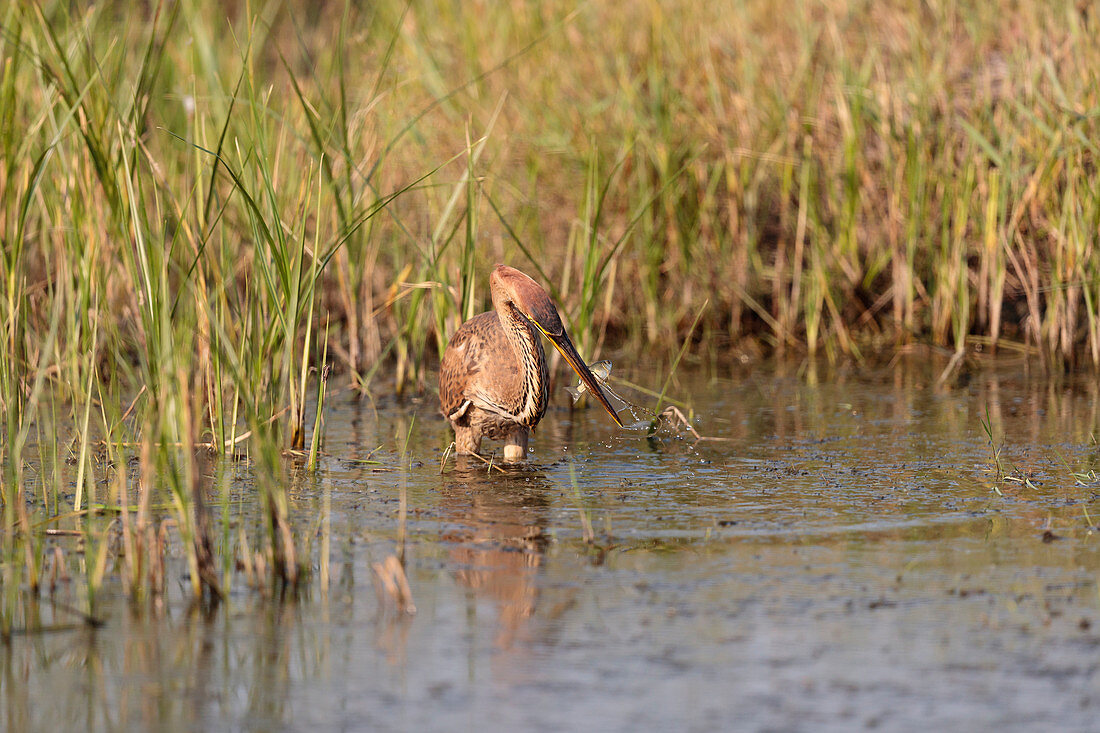 Purple heron (Ardea purpurea) catching a fish in a lake in the Danube Delta Roman